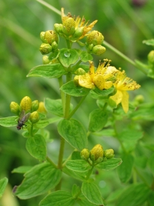 1529957643_hypericum maculatum.jpg